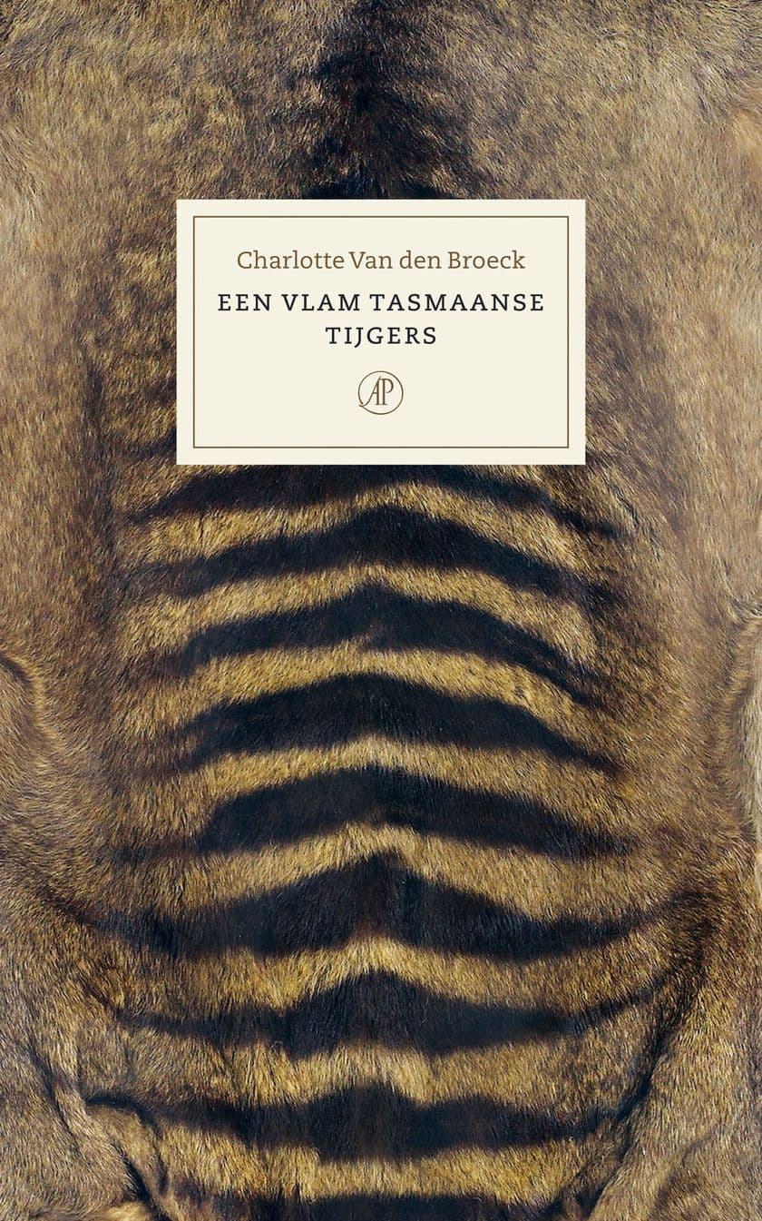 Vlam Tasmaanse Tijgers
